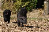 BOUVIER DES FLANDRES 286